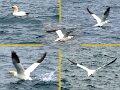 Gannets