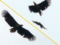 SeaEagle