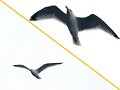Seagull