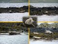 Seals01