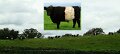 Belted Galloway