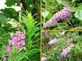 WildFlowers