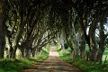 Hedges