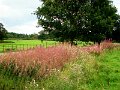 DSC09392