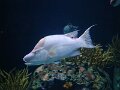 DSC04235 - Copy