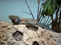 DSC04242 - Copy