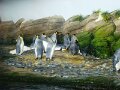 DSC04250 - Copy
