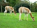 DSC04257 - Copy