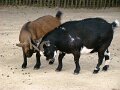 DSC04266 - Copy