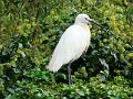 DSC04273 - Copy
