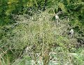 DSC04283 - Copy
