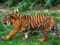 DSC04286 - Copy