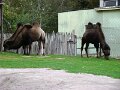 DSC04289 - Copy