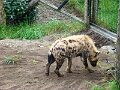 DSC04299 - Copy