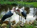 DSC04303 - Copy