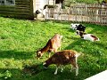 DSC04556