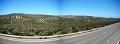 OliveTrees1
