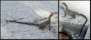 004_2016Mar (53)