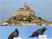 11MontStMichel