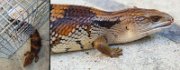 BlueTongue