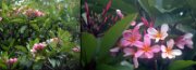 FloraFauna1