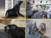 start015SealSanctuaryGweekText