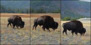 27Yellowstone12
