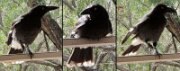 Fauna1