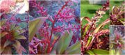 FloraFauna5