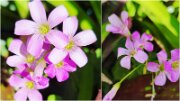 Nature-001