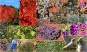2013_041PilbaraWildflowers