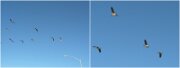 29Craters