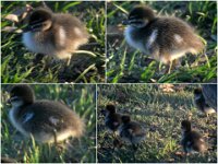 On Tuesday there was still 6 chicks