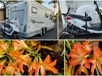 Monday - testing the bike carrier and Hippeastrum Spring show