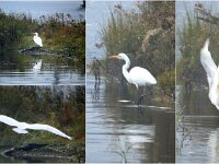 The great egret, also known as the great white heron.
