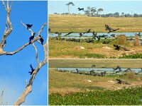 Tuesday morning. Cormorants