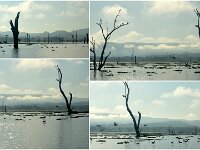 Tuesday morning. Cormorants