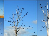 Tuesday morning. Cormorants