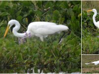 Great egret