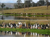 Wednesday morning - Pelicans and Cormorants