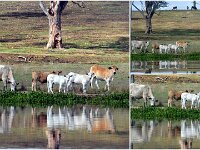 Wednesday morning - Curious cattle