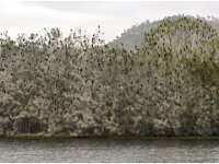 Friday morning - 100s of Black Cormorants