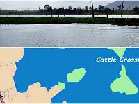 Friday morning - Cattle crossing blocked with Hyacinth