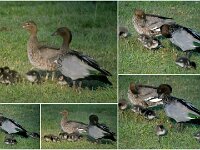 Monday morning -Still a family of 6 chicks