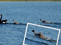 Monday morning - Black Swans and Cygnets