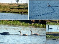 Monday morning - Black Swans and Cygnets
