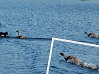 Monday morning - Black Swans and Cygnets