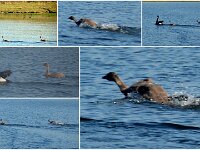 Monday morning - Black Swans and Cygnets