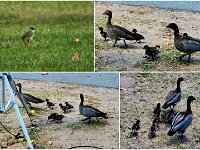 Monday morning -Plover chick and family of 6 chicks. Red Claw 37 (267)