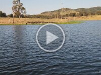 Black Cormorant video